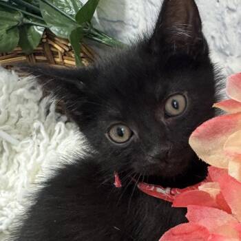 Domestic Short Hair Cats Available for Adoption in Harrisonburg, Virginia - Bissell | PetCurious