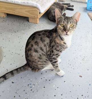 Kenya -  Tabby and Calico Cat for Adoption in Ocala, Florida - Kenya | PetCurious