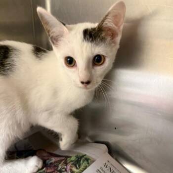 Ryzer -  Domestic Short Hair Cat for Adoption in Winston-salem, North Carolina - Ryzer | PetCurious