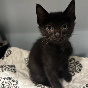 Gumi -  Domestic Short Hair Cat for Adoption in Chattanooga, Tennessee - Gumi | PetCurious