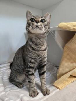 Zara -  Domestic Short Hair Cat for Adoption in Savannah, Georgia - Zara | PetCurious