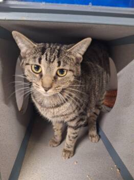 Patty -  Domestic Short Hair Cat for Adoption in Dayton, Ohio - Patty | PetCurious