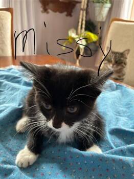 Missy -  Domestic Short Hair Cat for Adoption in Grand Rapids, Michigan - Missy | PetCurious