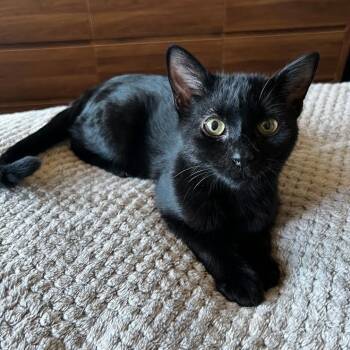 Chet Faller -  Domestic Short Hair Cat for Adoption in Morrison, Colorado - Chet Faller | PetCurious