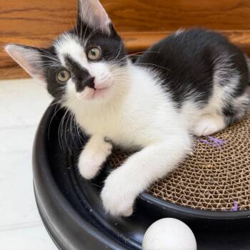 Everglades -  Domestic Short Hair Cat for Adoption in Medina, Ohio - Everglades | PetCurious