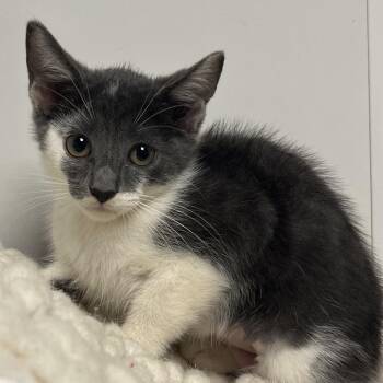 Lia -  Domestic Short Hair Cat for Adoption in West Palm Beach, Florida - Lia | PetCurious