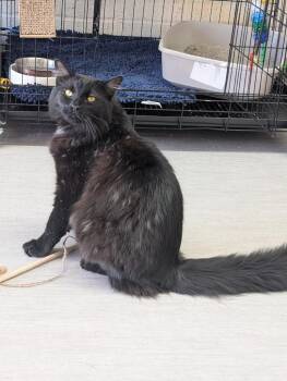 Ally -  Domestic Long Hair Cat for Adoption - Ally | PetCurious