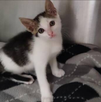 NILLY -  Domestic Short Hair Cat for Adoption in Alameda, California - NILLY | PetCurious