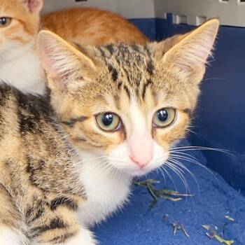 Liam 1854RJ35 -  Domestic Medium Hair Cat for Adoption in Columbia, Missouri - Liam 1854RJ35 | PetCurious