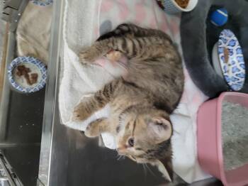 Rescue Domestic Short Hair Cats for Adoption in Reisterstown, Maryland - Scarlett | PetCurious