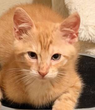 Ozzy -  Domestic Short Hair Cat for Adoption in San Diego, California - Ozzy | PetCurious