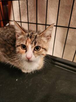 Marie -  Domestic Short Hair Cat for Adoption in Lewis Center, Ohio - Marie | PetCurious
