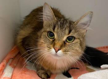 Marmelade -  Domestic Medium Hair Cat for Adoption in Delson, Quebec - Marmelade | PetCurious