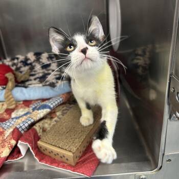 Kurt -  Domestic Short Hair Cat for Adoption in West Palm Beach, Florida - Kurt | PetCurious