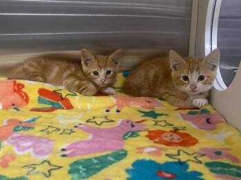 Domestic Short Hair Cats Available for Adoption in Tustin, California - NOLAN | PetCurious