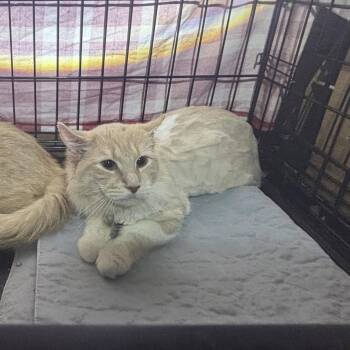 Domestic Long Hair Cats Available for Adoption in Ben Avon, Pennsylvania - Pepper | PetCurious