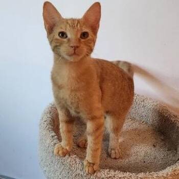 Mayo -  Domestic Short Hair Cat for Adoption in Mount Laurel Township, New Jersey - Mayo | PetCurious