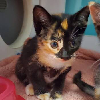 Loaf -  Domestic Short Hair Cat for Adoption in Lake Jackson, Texas - Loaf | PetCurious