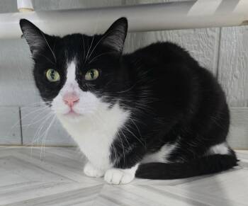 Rescue Domestic Short Hair Cats for Adoption in Murphysboro, Illinois - Bandit | PetCurious