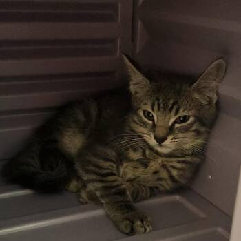 Link -  Domestic Medium Hair Cat for Adoption in Watertown, New York - Link | PetCurious