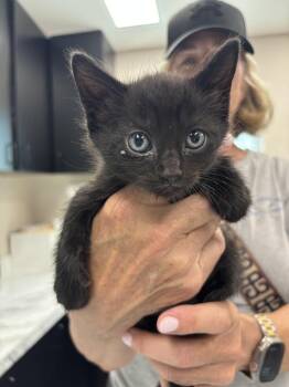 Rile -  Domestic Short Hair Cat for Adoption in Dallas, Texas - Rile | PetCurious