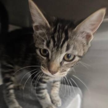 Saturn -  Domestic Short Hair Cat for Adoption in Grantsville, Utah - Saturn | PetCurious