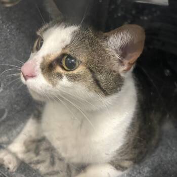 Croissant -  Domestic Short Hair Cat for Adoption in Greensboro, North Carolina - Croissant | PetCurious