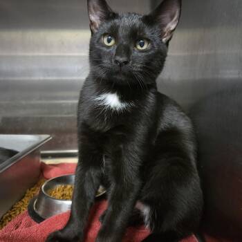 Jackson -  Domestic Short Hair Cat for Adoption in Old Bridge, New Jersey - Jackson | PetCurious