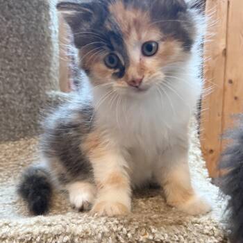 Honey -  Domestic Long Hair Cat for Adoption in Brant, Michigan - Honey | PetCurious