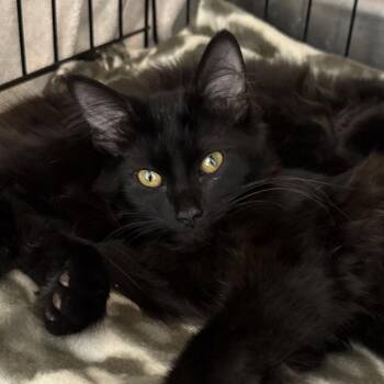 Lady Estelle -  Domestic Medium Hair Cat for Adoption in Evansville, Indiana - Lady Estelle | PetCurious