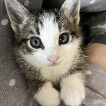 Bobby Sox (C000-243) -  Domestic Short Hair Cat for Adoption in Chino Hills, California - Bobby Sox (C000-243) | PetCurious