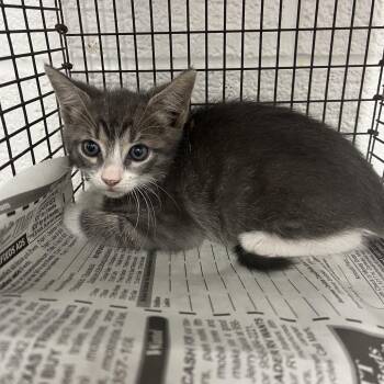 Domestic Short Hair Cats Available for Adoption in Edinburg, Texas - Fernando | PetCurious