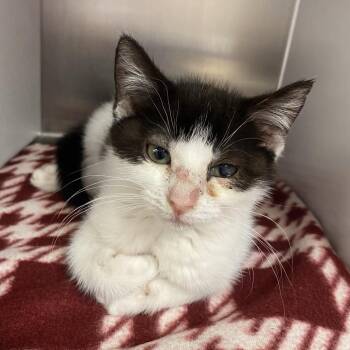 Domestic Short Hair Cats Available for Adoption in Newark, New Jersey - Vanilla | PetCurious