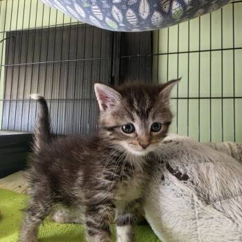 Leo and Harp -  Domestic Short Hair Cat Available for Adoption in Berkeley Heights, New Jersey - Leo And Harp | PetCurious