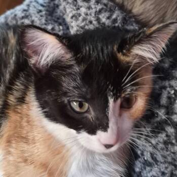 Domestic Short Hair Cats Available for Adoption - Calypso | PetCurious