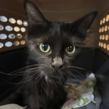 Domestic Short Hair Cats Available for Adoption in Richmond, California - ZENA | PetCurious