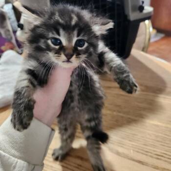 Stormy -  Domestic Long Hair Cat Available for Adoption in Mondovi, Wisconsin - Stormy | PetCurious