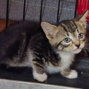 Martin -  Domestic Short Hair Cat for Adoption in Bedford, New Hampshire - Martin | PetCurious