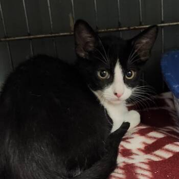 K46327 -  Domestic Short Hair Cat for Adoption in Corsicana, Texas - K46327 | PetCurious