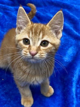 Rescue Domestic Short Hair Cats for Adoption in St. Helens, Oregon - 25-38 Lux | PetCurious