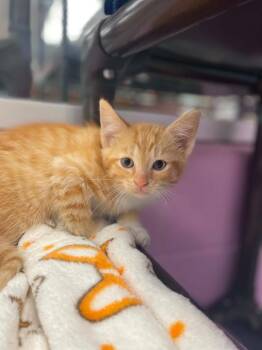 Leon -  Domestic Short Hair Cat for Adoption in Hamilton, Ohio - Leon | PetCurious