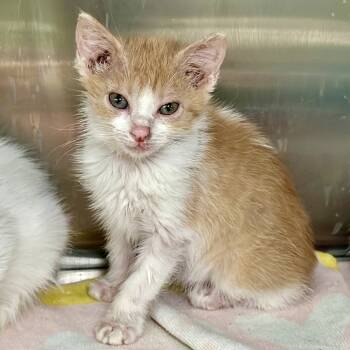 Rescue Domestic Short Hair Cats for Adoption in Austin, Texas - Yellow Submarine 27 | PetCurious