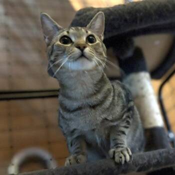 Jedi -  Tabby and Domestic Short Hair Cat for Adoption in Knoxville, Tennessee - Jedi | PetCurious