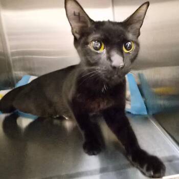 Addison -  Domestic Short Hair Cat for Adoption in Bentonville, Arkansas - Addison | PetCurious