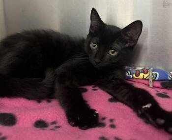 Rescue Domestic Short Hair Cats for Adoption in Annapolis, Maryland - George | PetCurious