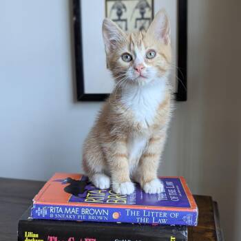 Domestic Medium Hair Cats Available for Adoption in Tucker, Georgia - Mai Tai (Cocktails Litter) | PetCurious