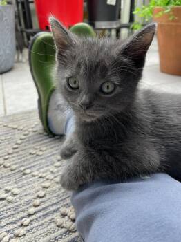 Domestic Short Hair Cats Available for Adoption in Ardsley, New York - Blossom & Bud  | PetCurious