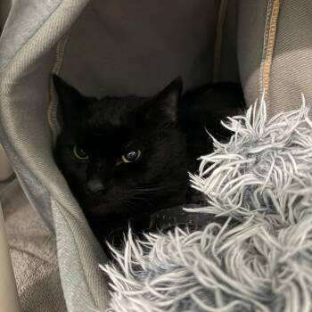 Domestic Short Hair Cats Available for Adoption - Cosmo | PetCurious