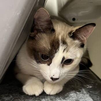 Domestic Short Hair and Snowshoe Cats Available for Adoption - Blanca S. | PetCurious