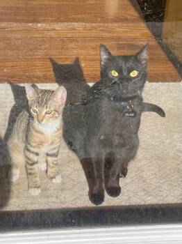 Domestic Short Hair Cats Available for Adoption in Rutherfordton, North Carolina - Duke (Courtesy Post) | PetCurious